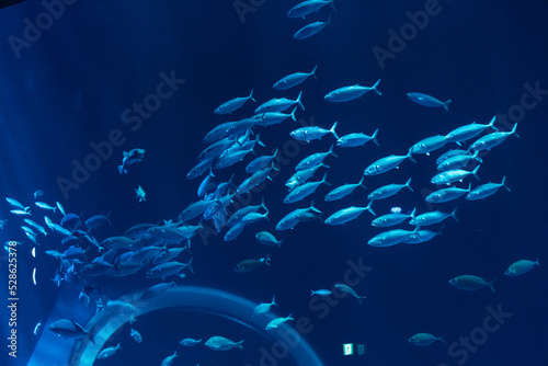 水族館の魚の群れ