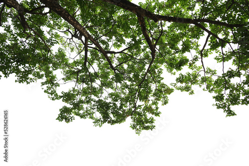 Fotografia Tropical tree leaves and branch foreground