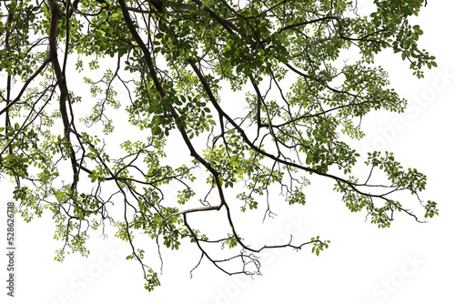 Obraz na płótnie Tropical tree leaves and branch foreground w salonie