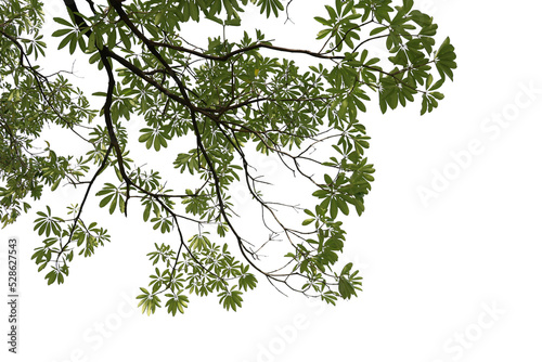 Tropical tree leaves and branch foreground 