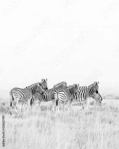 a group of zebras on an African plain in black and white