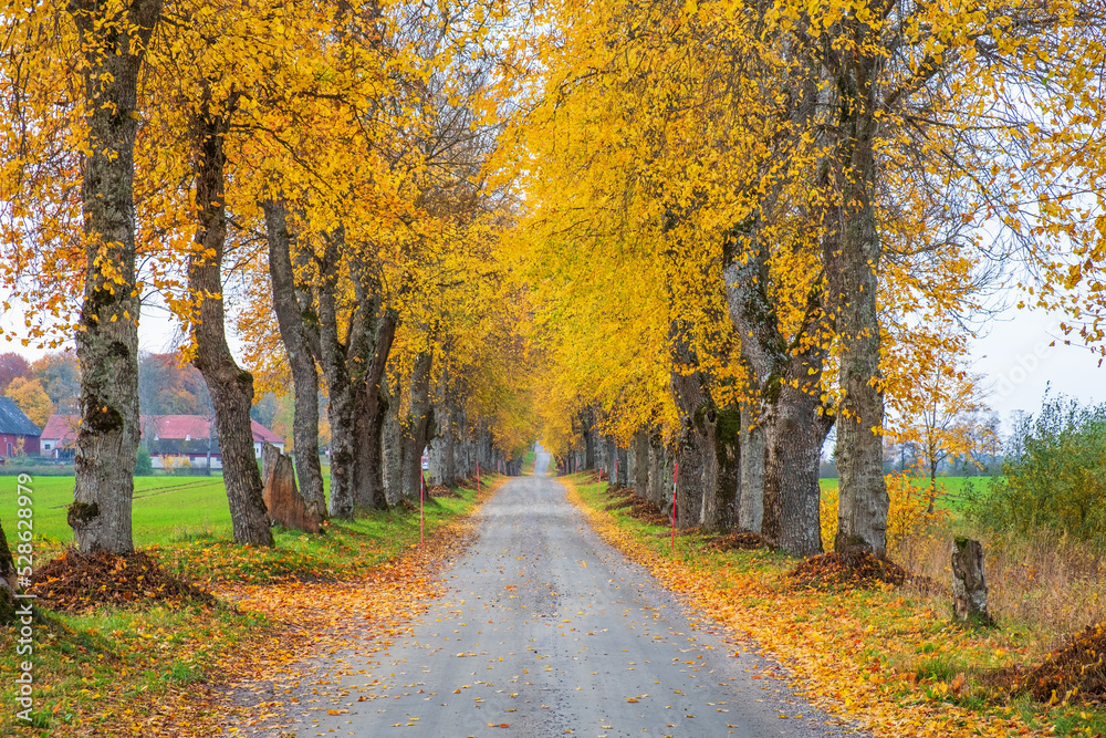 Tree avenue with autumn colours in the countryside