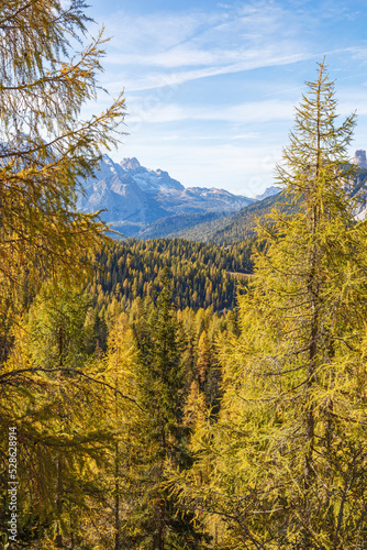 Larch trees in a scenic mountain view at autumn