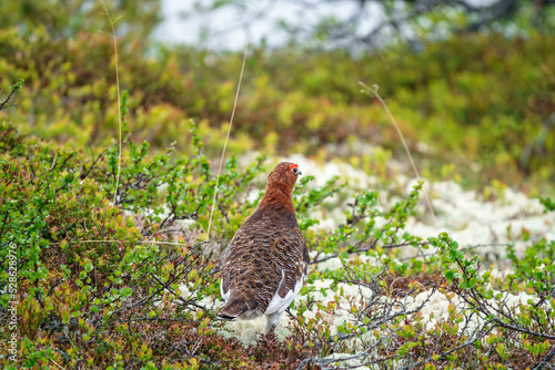 Willow ptarmigan in the wild photo