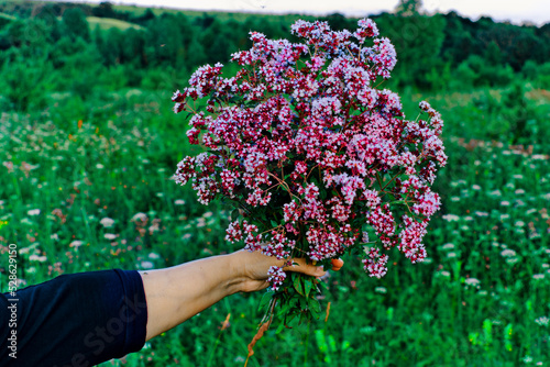 Medicinal herb oregano.The girl is holding a bouquet of flowers in her hands. against a background of blue sky and green grass. Close-up of pink and lilac flower heads.Curative medicine.