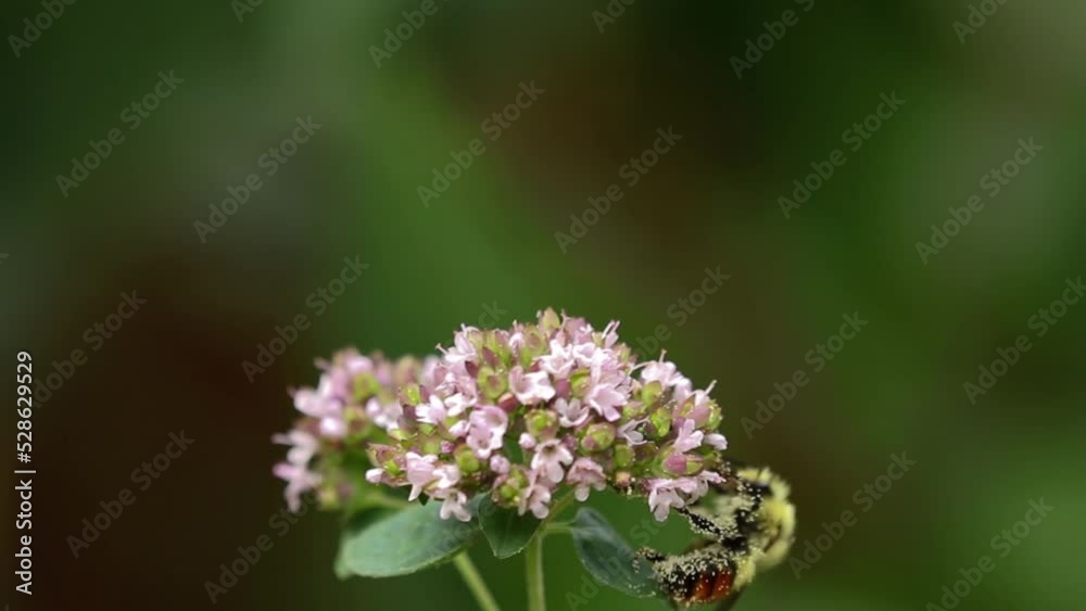 Close-up of the threatened Western Honeybee gathering nectar from an oregano flower in late summer in the Grasslands region of Alberta. Close-up of the threatened Western Honeybee gathering nectar from an oregano flower in late summer in the Grasslands region of Alberta.