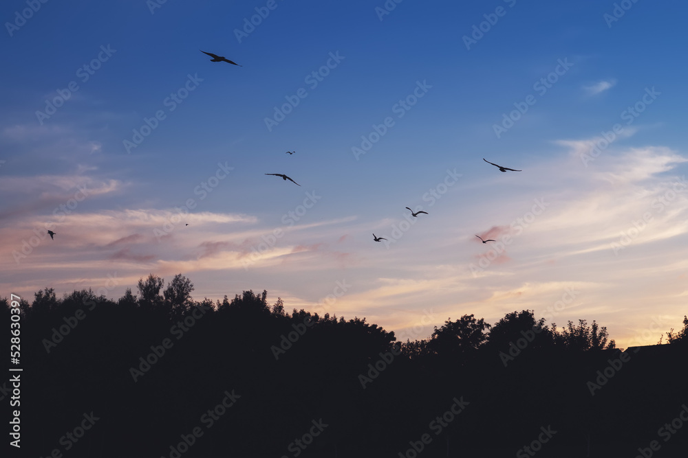 Fototapeta premium Silhouette of a trees and roof of home and birds flying in cool and warm sunset sky. Nature background Calm and relaxing mood.