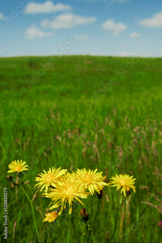 Green grass field with yellow flowers in focus and blue cloudy sky. Summer abstract background.