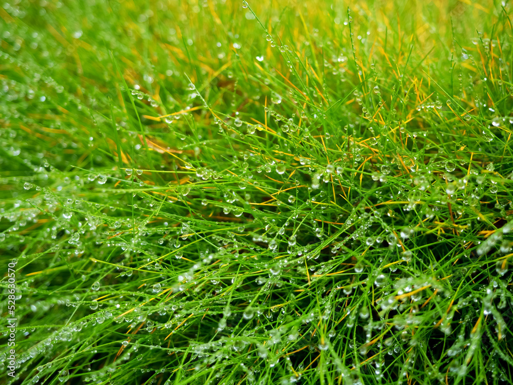 wet fresh green grass covered with water drops or dew, close up photo