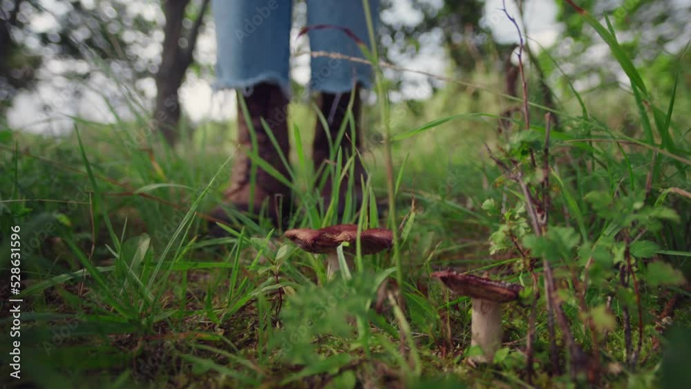 Close-up of unrecognizable female hiker find a couple of mushrooms in forest and stoped to rip off it. Person gently twists a mushroom in green thickets in wet wood Close-up of unrecognizable female hiker find a couple of mushrooms in forest and stoped to rip off it. Person gently twists a mushroom in green thickets in wet wood