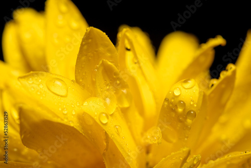 Yellow flower petals with dew drops. Outdoors  closeup