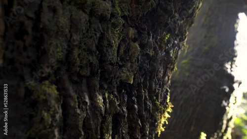 Detalle de corteza de tronco de árbol grande con musgo. Paning con luz del sol brillando photo