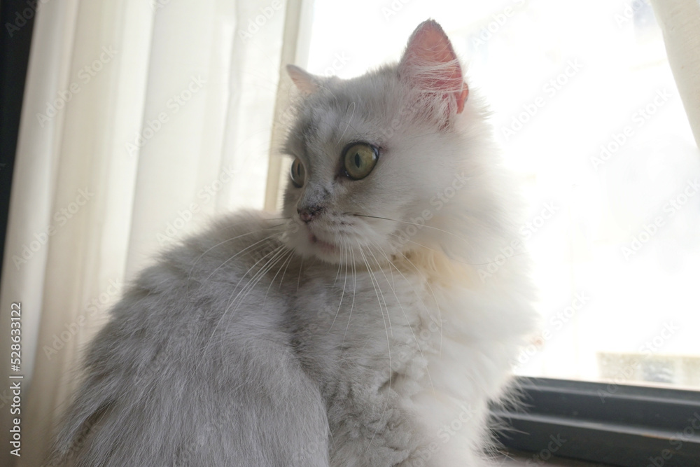 Cute curious cat close-up of face sitting on windowsill looking staring behind screen curtains.