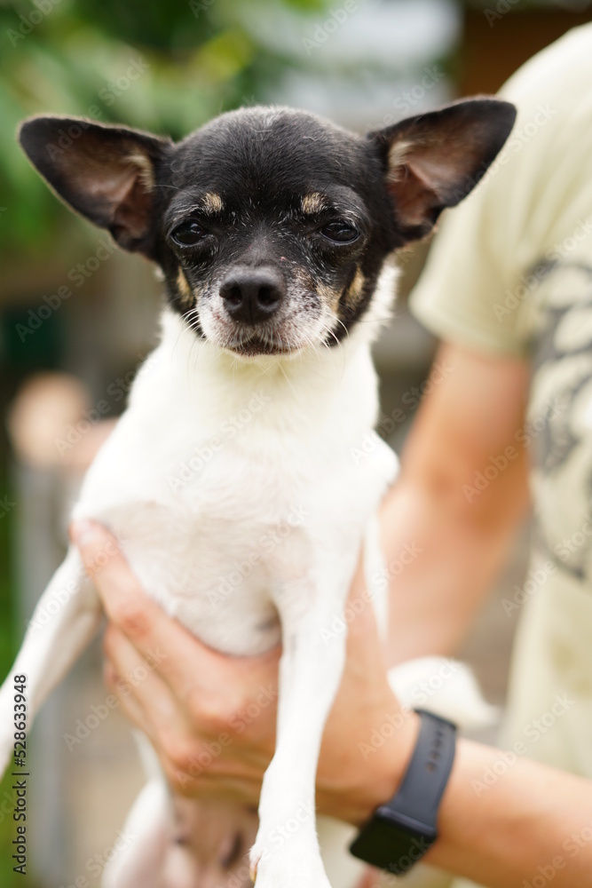 Funny, quirky, black and white chihuahua, in the arms of a man looks at the camera against the background in the green garden.