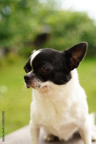 A funny, quirky, black and white chihuahua sits on a table and looks at a man in the background in a green garden. © staskirilash
