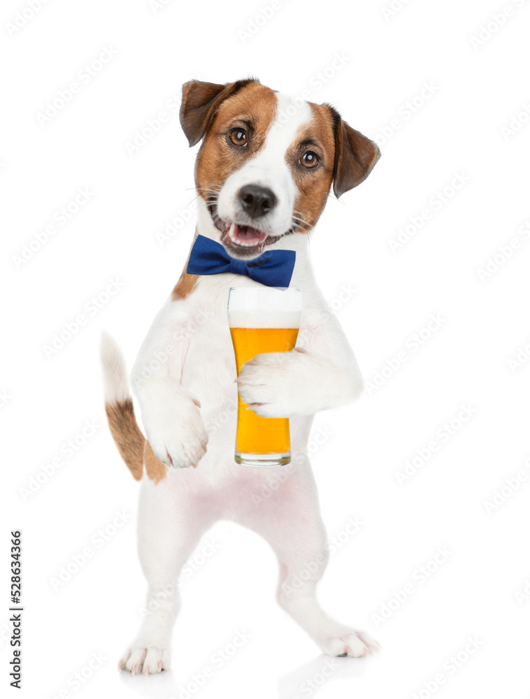 Jack Russell Terrier puppy wearing tie bow holds mug of the beer. isolated on white background
