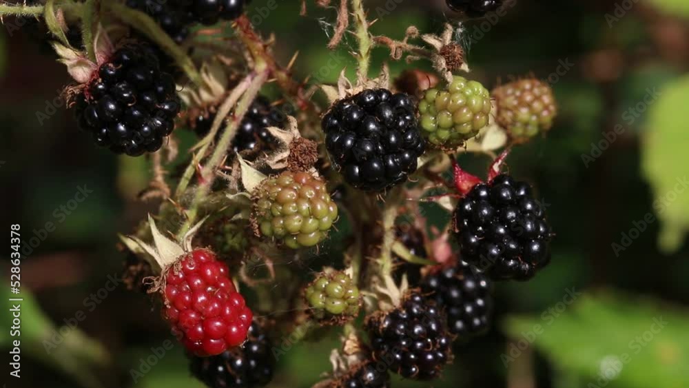 Ripening Blackberries on Bramble plant. Summer. UK Ripening Blackberries on Bramble plant. Summer. UK