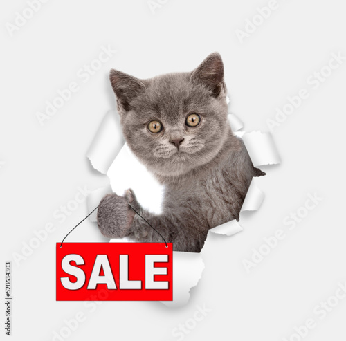 Funny kitten holds sales symbol looks through a hole in white paper