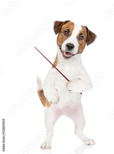 Smart Jack russell puppy points away on empty space. isolated on white background © Ermolaev Alexandr