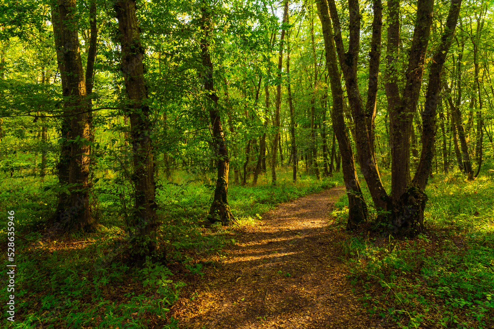 Path in the green dense summer forest Path in the green dense summer forest