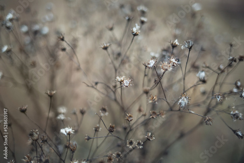 Fototapeta Naklejka Na Ścianę i Meble -  dried flower close-up on beige background. autumn nature
