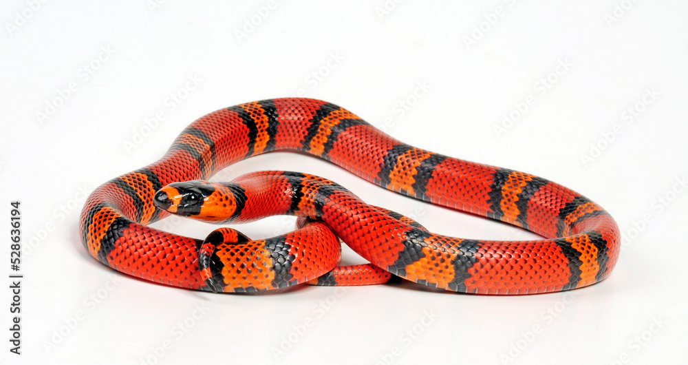 Honduran milk snake // Honduras Königsnatter (Lampropeltis triangulum