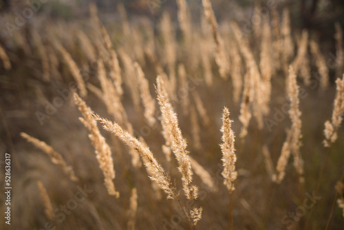 field of dry reeds. natural background. nature in autumn