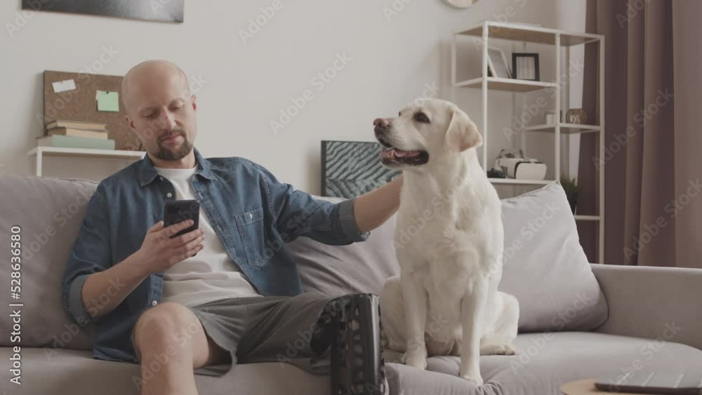 Slowmo of bald Caucasian man with prosthetic leg scrolling on smartphone while sitting on sofa in living room next to his cute Labrador retriever dog