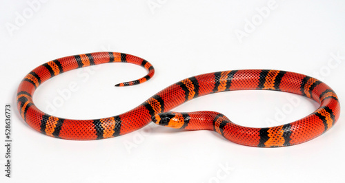 Honduran milk snake // Honduras Königsnatter (Lampropeltis triangulum hondurensis, Lampropeltis hondurensis) photo