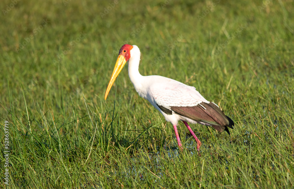 Naklejka premium A yellow-billed stork hunts in a wetland in Africa
