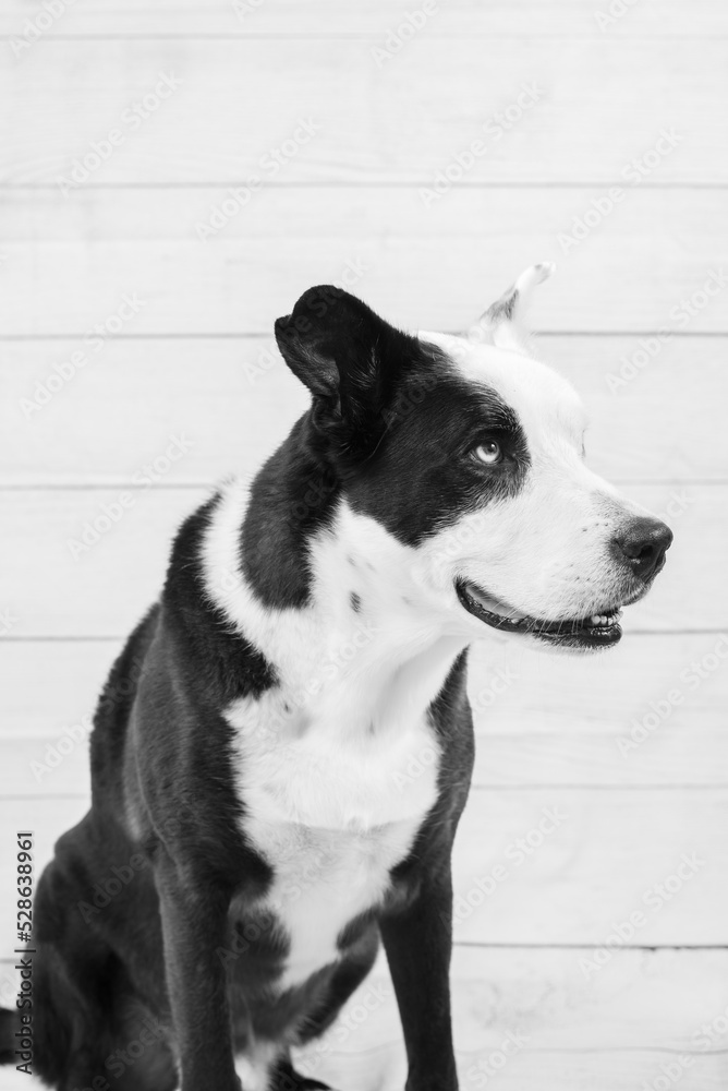 Portrait of a black and white dog looking right