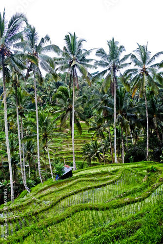 Rice terraces in Tegal Alang Village, Ubud, Bali, Indonesia