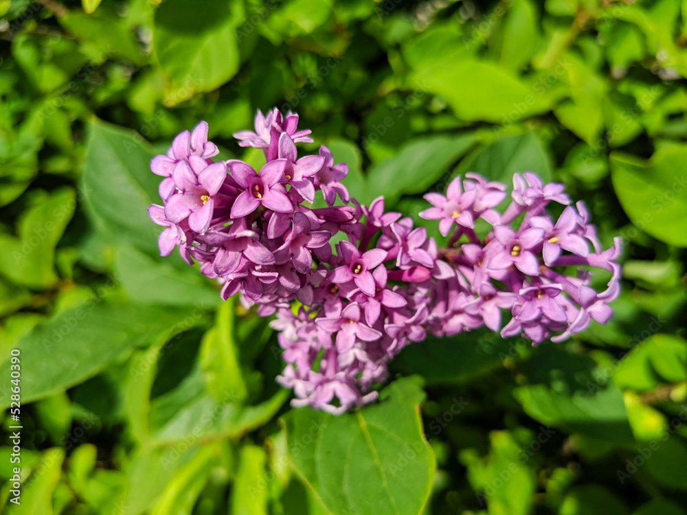 Close-up. View of vibrant lilac flowers and green foliage on a bright sunny day Close-up. View of vibrant lilac flowers and green foliage on a bright sunny day