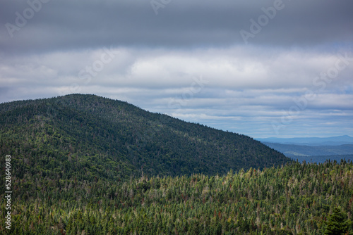 Lush boreal forest panorama view from the top