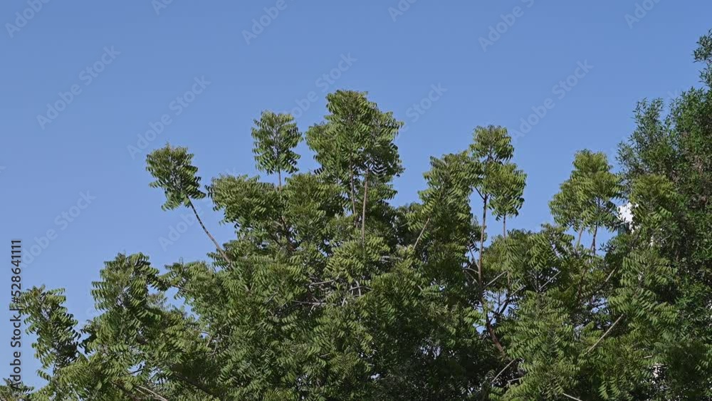 Azadirachta indica, Branches of neem tree during a bright sunny day, mahogany family Meliaceae Azadirachta indica, Branches of neem tree during a bright sunny day, mahogany family Meliaceae