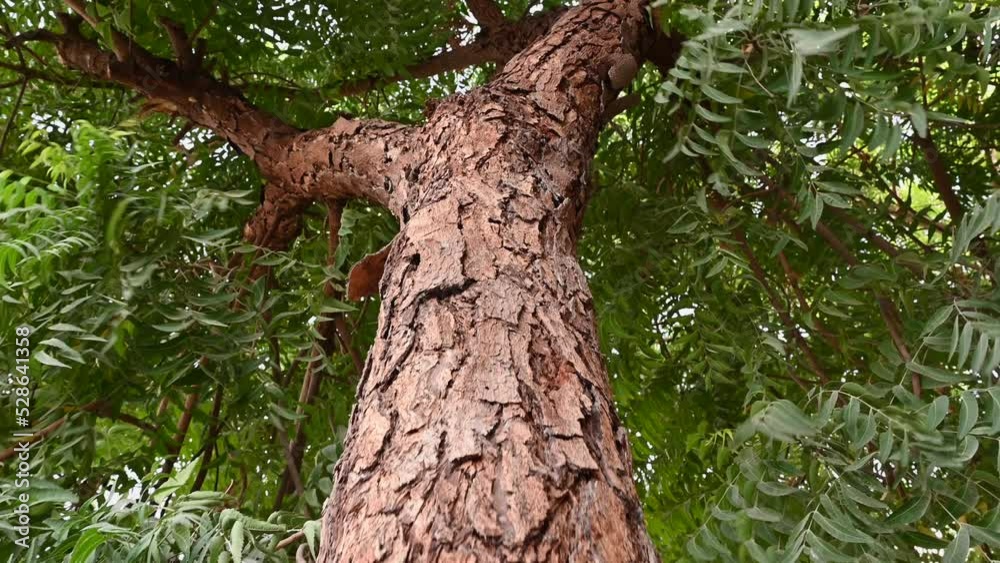 Neem tree bark, an old neem tree also known as Azadirachta indica, branches of neem tree during a bright sunny day also used as Natural Medicine