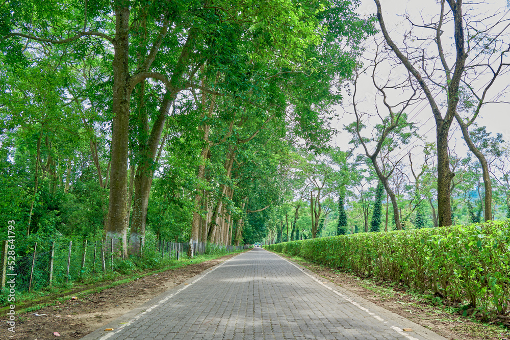 Road lined by tall trees and tea bushes bordering a tea estate in Assam Road lined by tall trees and tea bushes bordering a tea estate in Assam