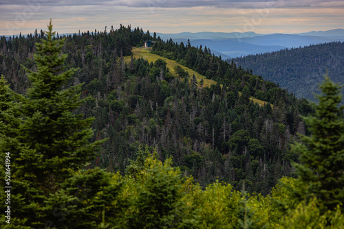 Lush boreal forest panorama view from the top
