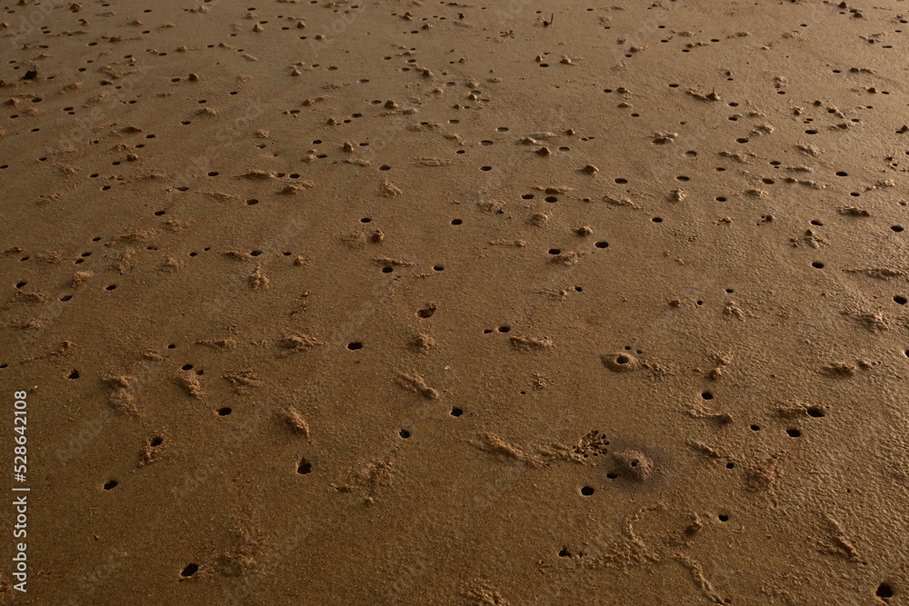 the small hole that is the traces of the animals in the sea sand the small hole that is the traces of the animals in the sea sand