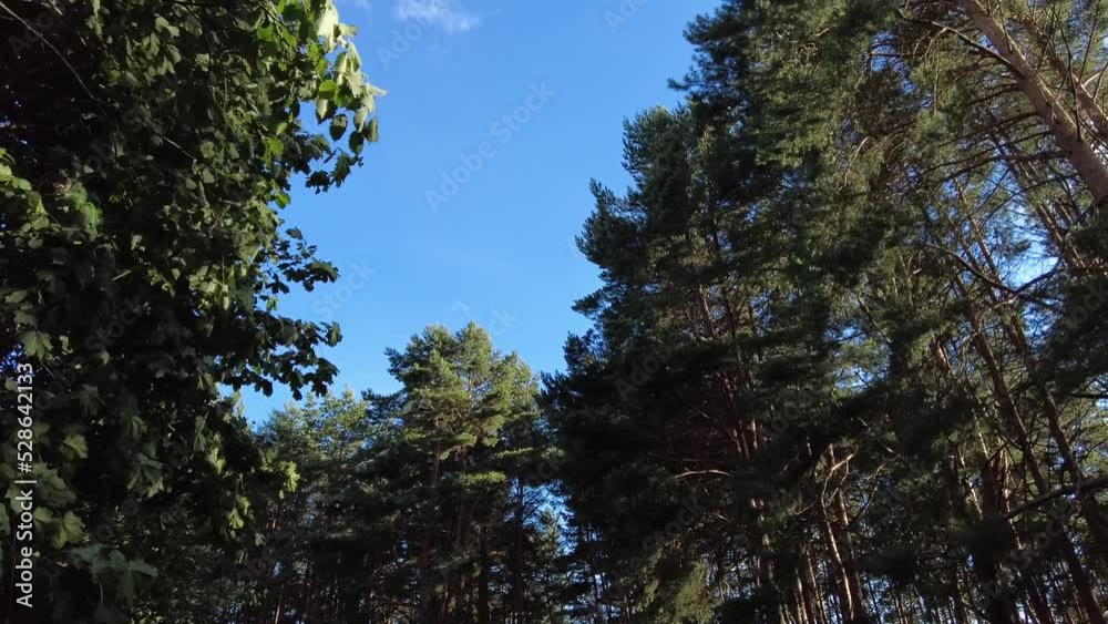 Wind in the pine forest on a sunny summer day. Environment, wide angle. Wind in the pine forest on a sunny summer day. Environment, wide angle.