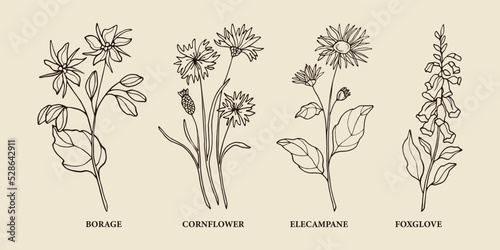 Hand drawn medicinal plants. Borage, cornflower, elecampane, foxglove illustration