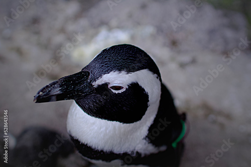 動物園の可愛いペンギン アップ 愛らしい