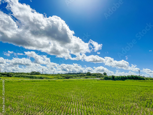 Rice field and road view