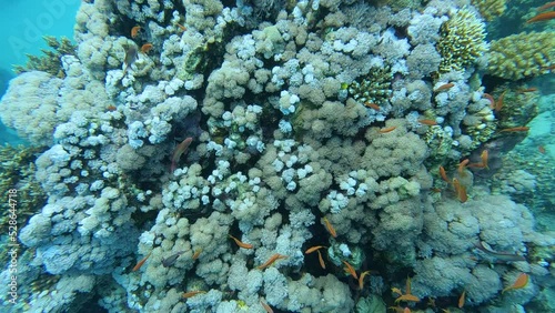 A swarm of Sea Goldie (Pseudanthias squamipinnis) in a coral reef in the red sea