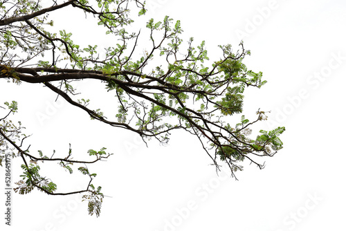 Fototapeta Tropical tree leaves and branch foreground