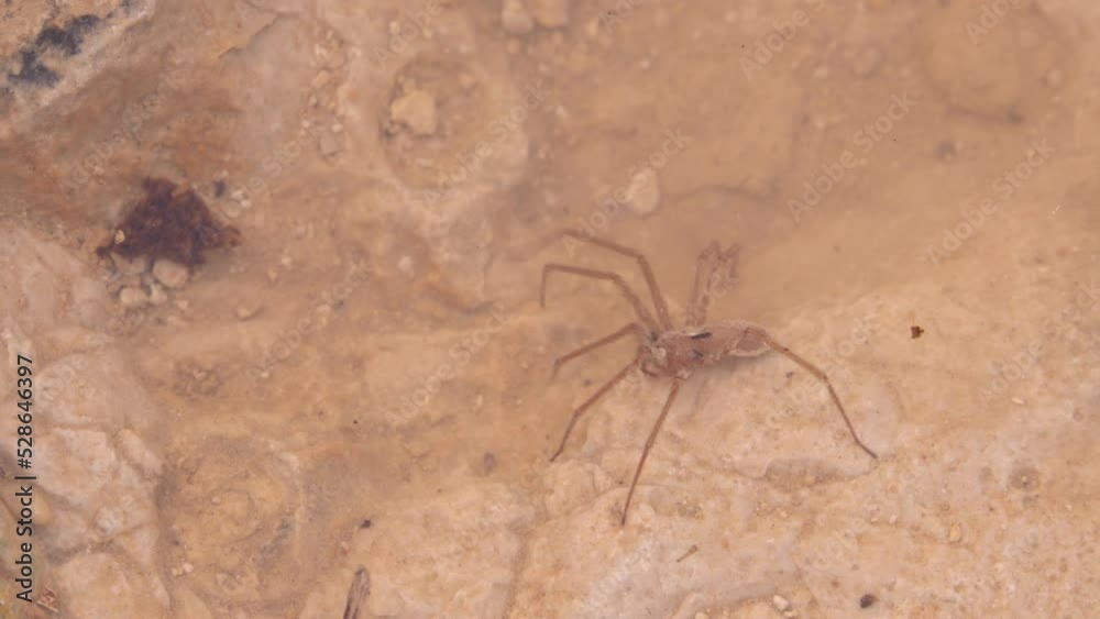 Spider moving in water, Negev desert, israel

Israel Desert wildlife, 2022
