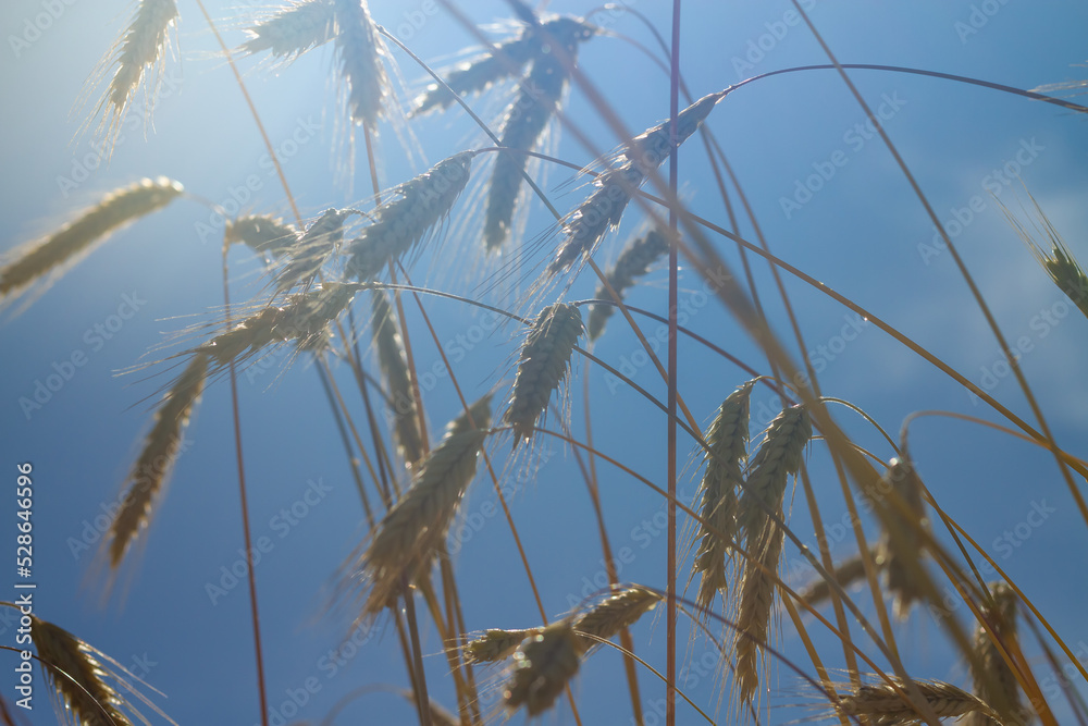 Ripe ears of rye against the blue sky in the rays of light in hot summer Ripe ears of rye against the blue sky in the rays of light in hot summer