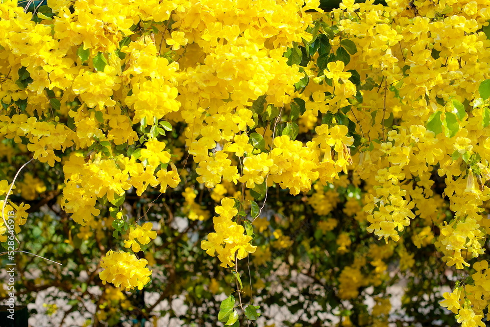 yellow flowers with green leaves background, cat's claw, catclaw vine, cat's claw creeper plants yellow flowers with green leaves background, cat's claw, catclaw vine, cat's claw creeper plants