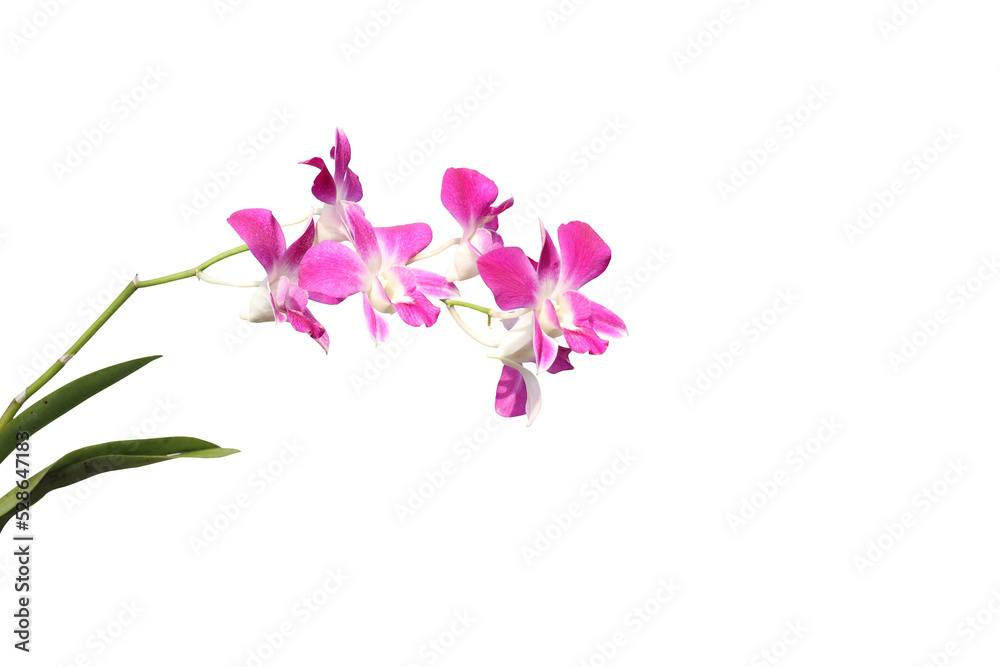 Realistic flowering plants foreground Realistic flowering plants foreground