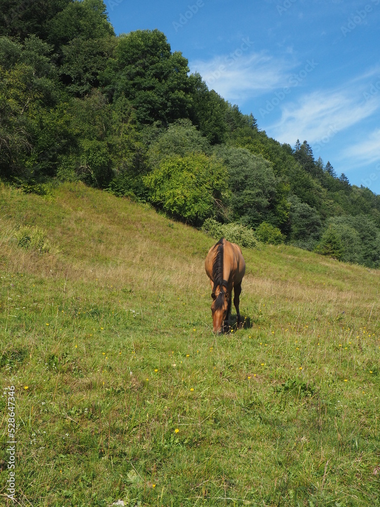 Fototapeta premium Nature summer horses